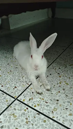 Cute Rabbit (Male)