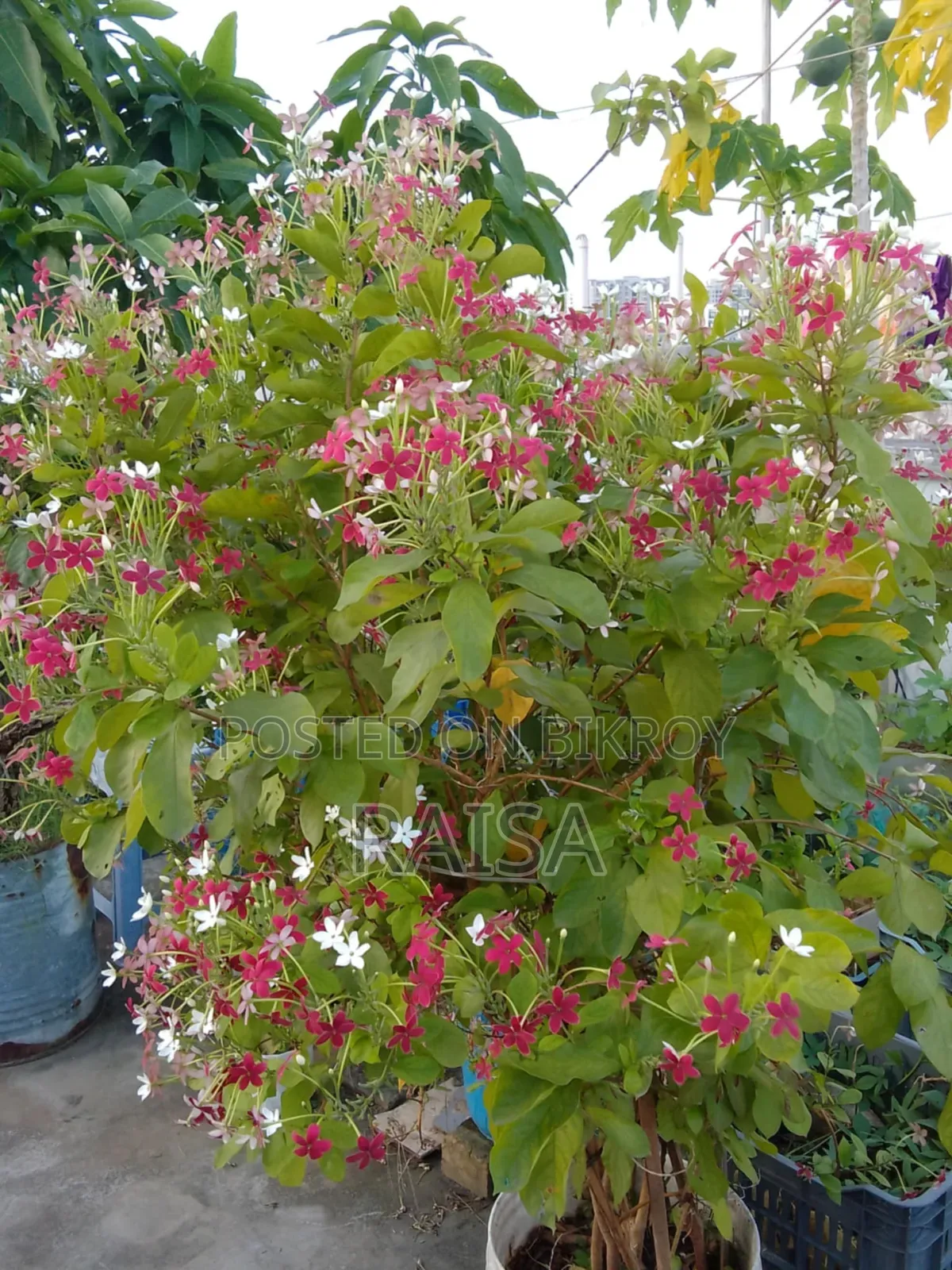 গাছ - মাধবীলতা