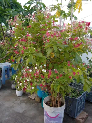 গাছ - মাধবীলতা