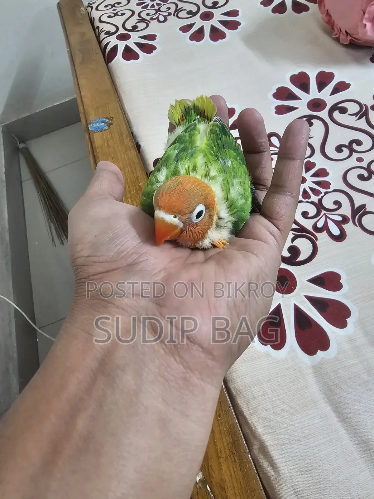 লাভ বার্ড বিক্রি