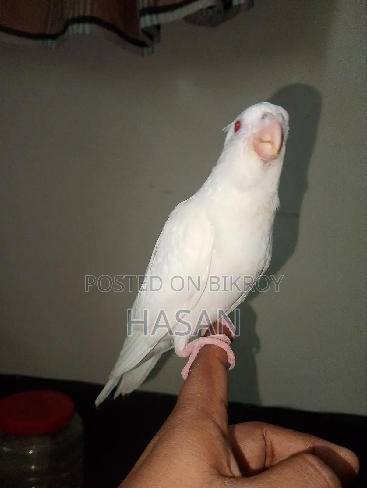 Tame Cockatiel Albino Rate Price