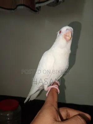 Tame Cockatiel Albino Rate Price