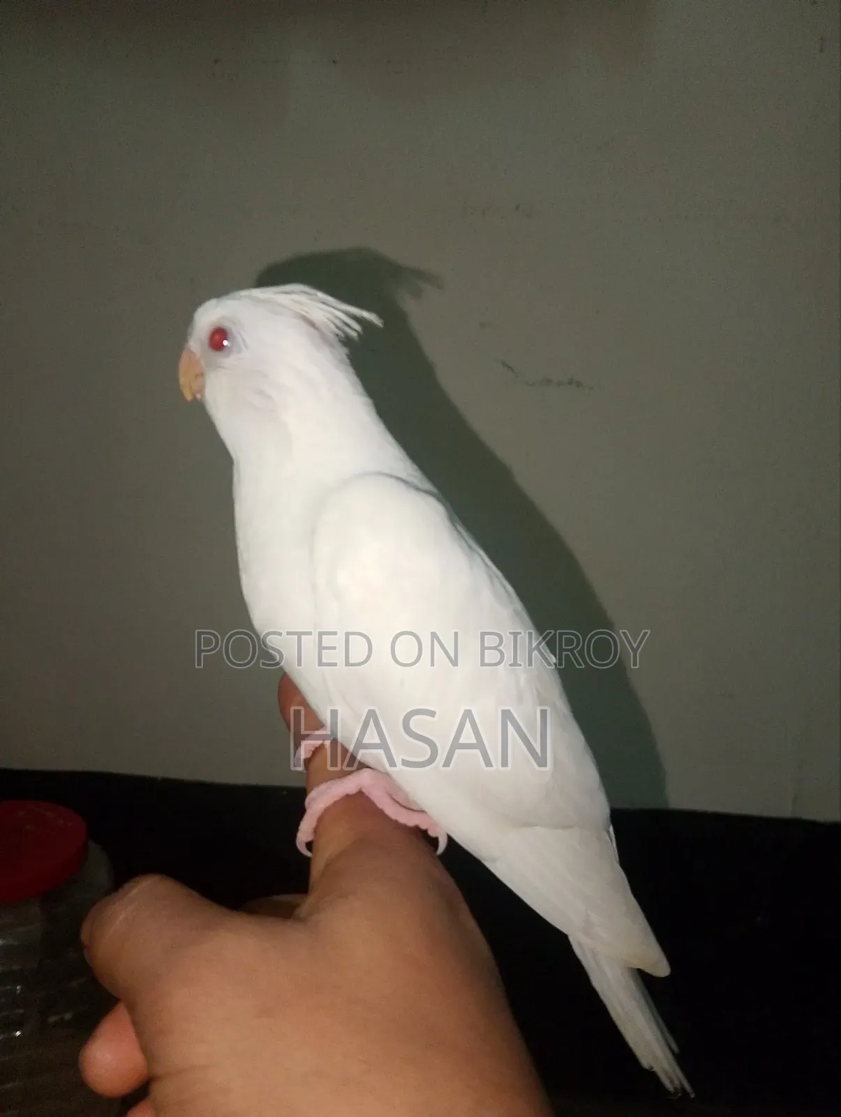 Tame Cockatiel Albino Rate Price