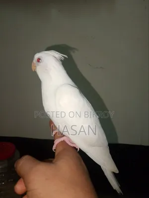 Tame Cockatiel Albino Rate Price