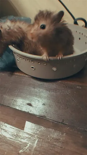 Golden Hamsters or Teddy Bear Hamsters