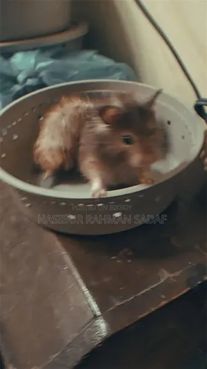 Golden Hamsters or Teddy Bear Hamsters