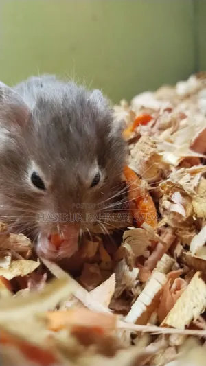 Golden Hamsters or Teddy Bear Hamsters