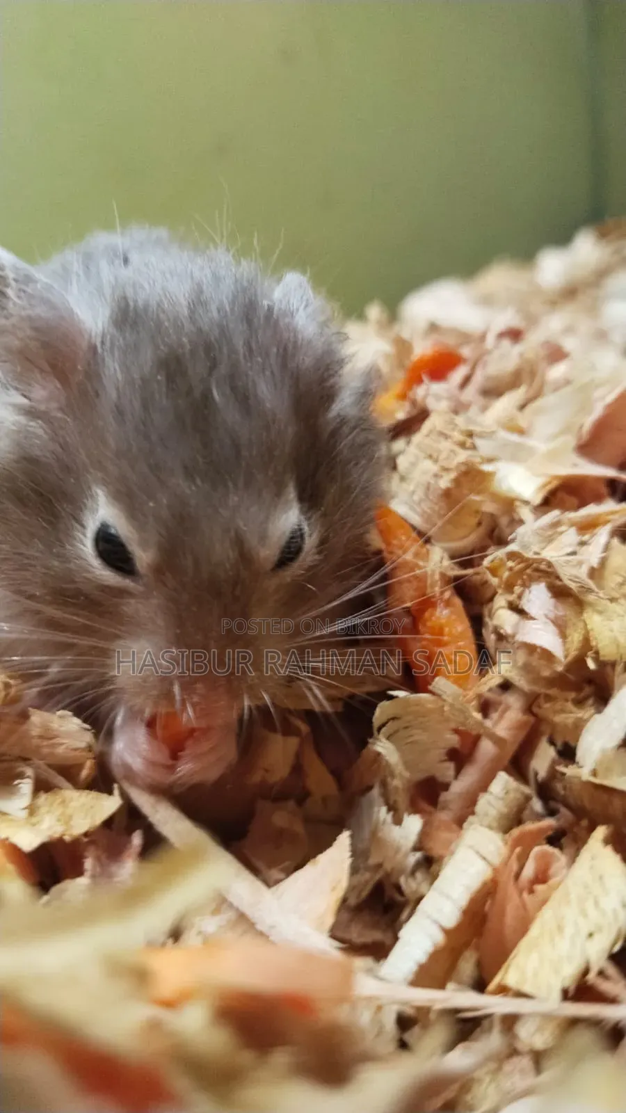 Golden Hamsters or Teddy Bear Hamsters