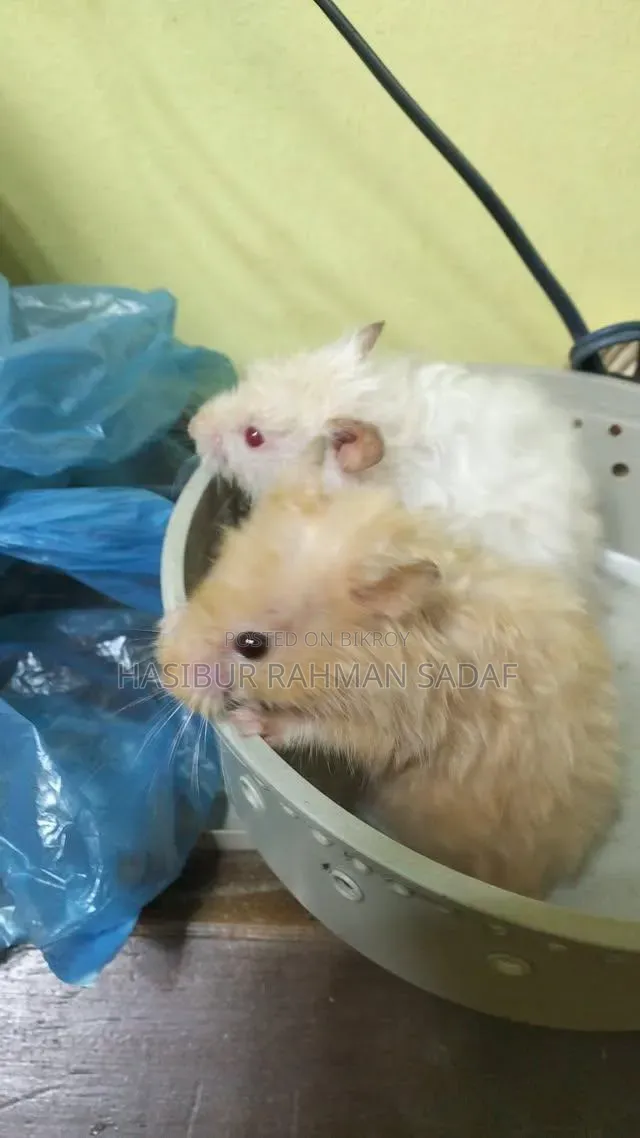 Fluff, Long-Haired Hamster, Teddy Bear Hamster Scream and Golden Shades