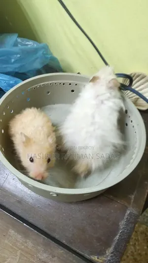 Fluff, Long-Haired Hamster, Teddy Bear Hamster Scream and Golden Shades