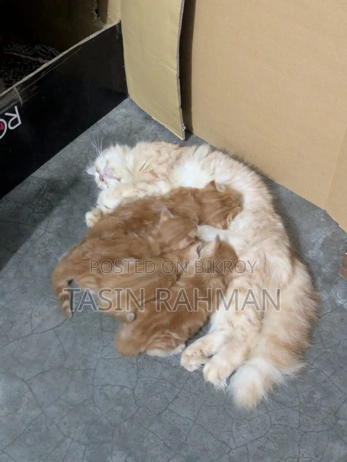 ০-১ মাসের ফিমেল পিওরব্রেড পার্সিয়ান