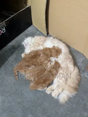 ০-১ মাসের ফিমেল পিওরব্রেড পার্সিয়ান