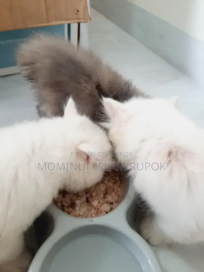 ১-৩ মাস বয়সী মেল মিক্সড ব্রিড পার্সিয়ান