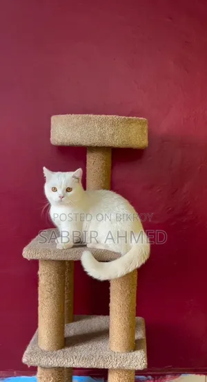 1+ year Female Purebred Cat
