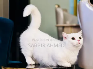 ১+ বছর বয়সী স্ত্রী পিওর ব্রিড বিড়াল