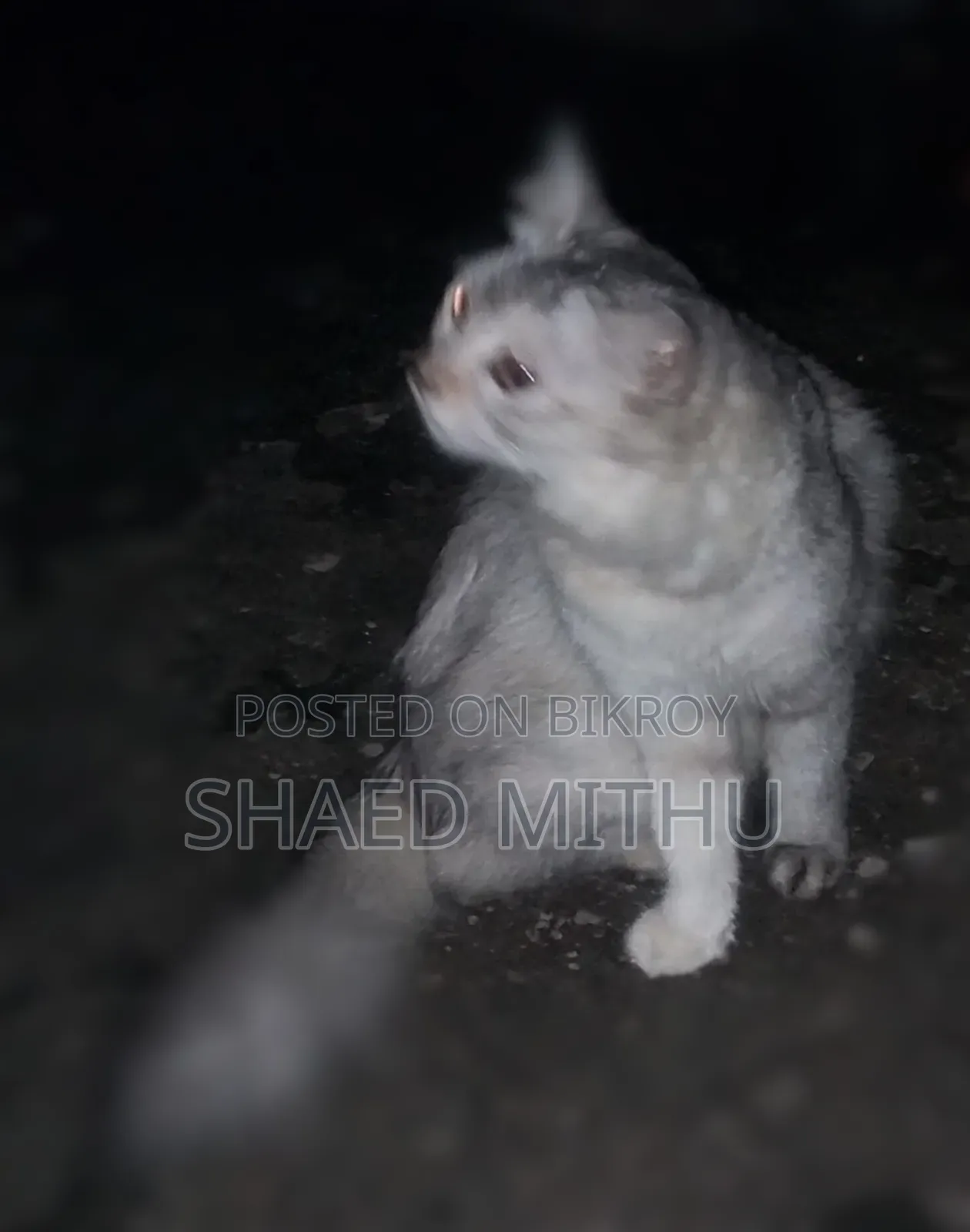 6-12 Months Female Mixed Breed Persian