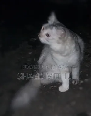 6-12 Months Female Mixed Breed Persian