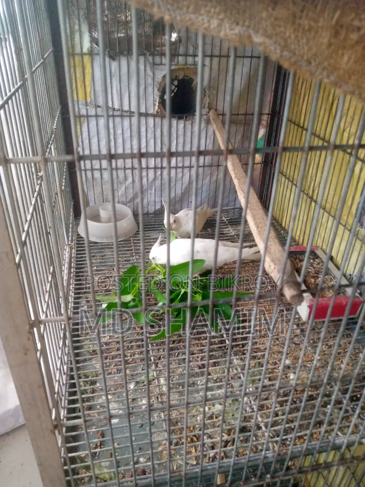 ককটেল পাখি
