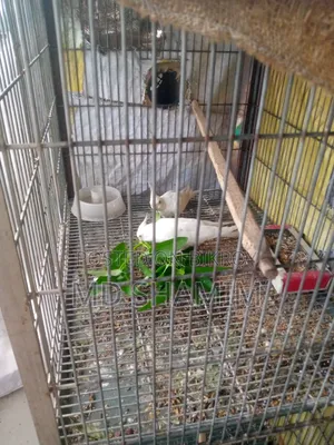 ককটেল পাখি