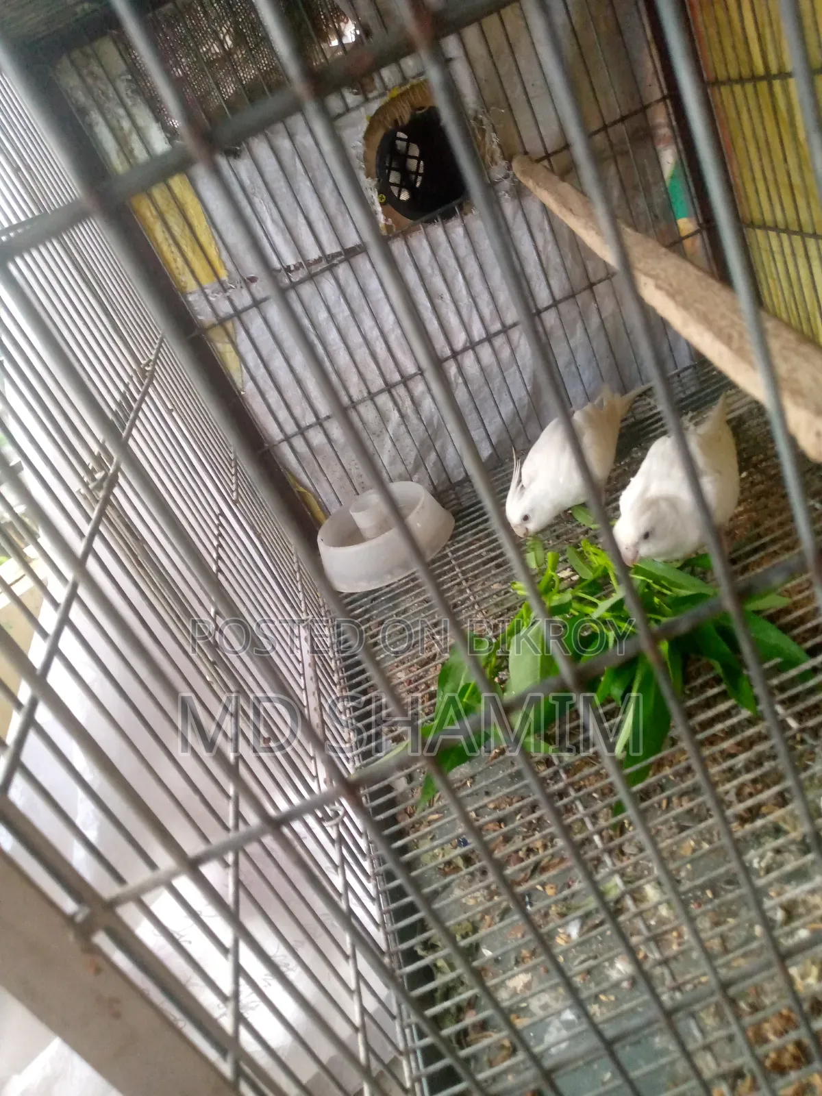 ককটেল পাখি