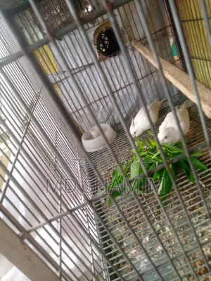 ককটেল পাখি