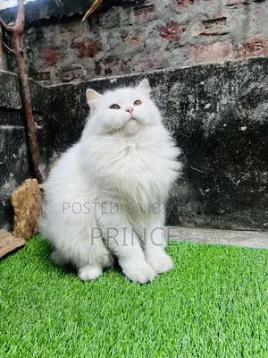 ১+ বছরের মহিলা খাঁটি ফার্সি বিড়াল