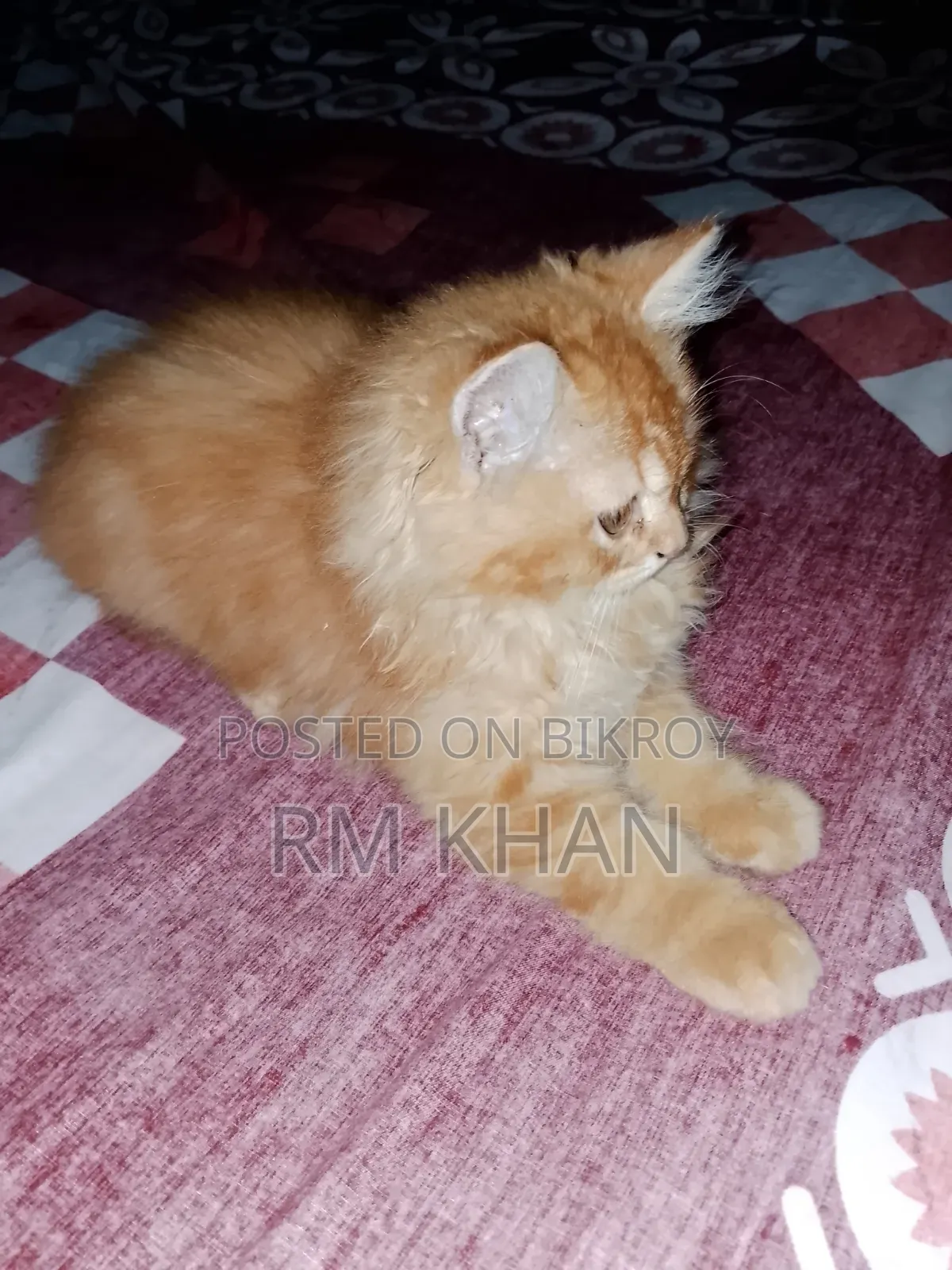 1-3 Months Male Purebred Persian