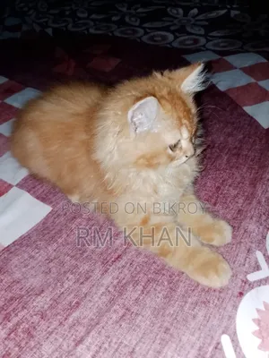 ১-৩ মাসের নর বিশুদ্ধ পারসিয়ান
