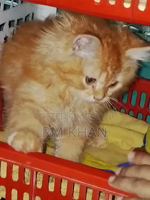 1-3 Months Male Purebred Persian