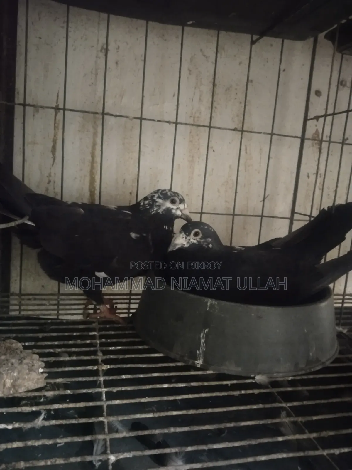 টাইগার গ্রিজেল জোড়া