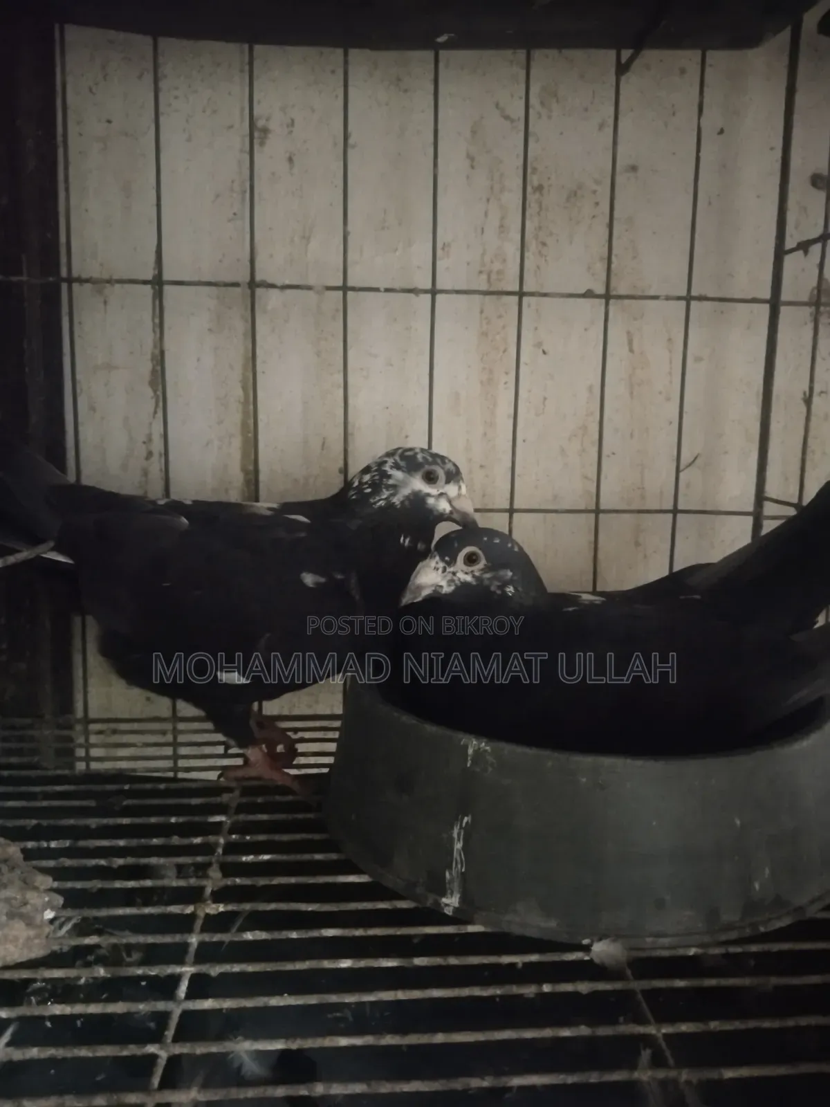 টাইগার গ্রিজেল জোড়া