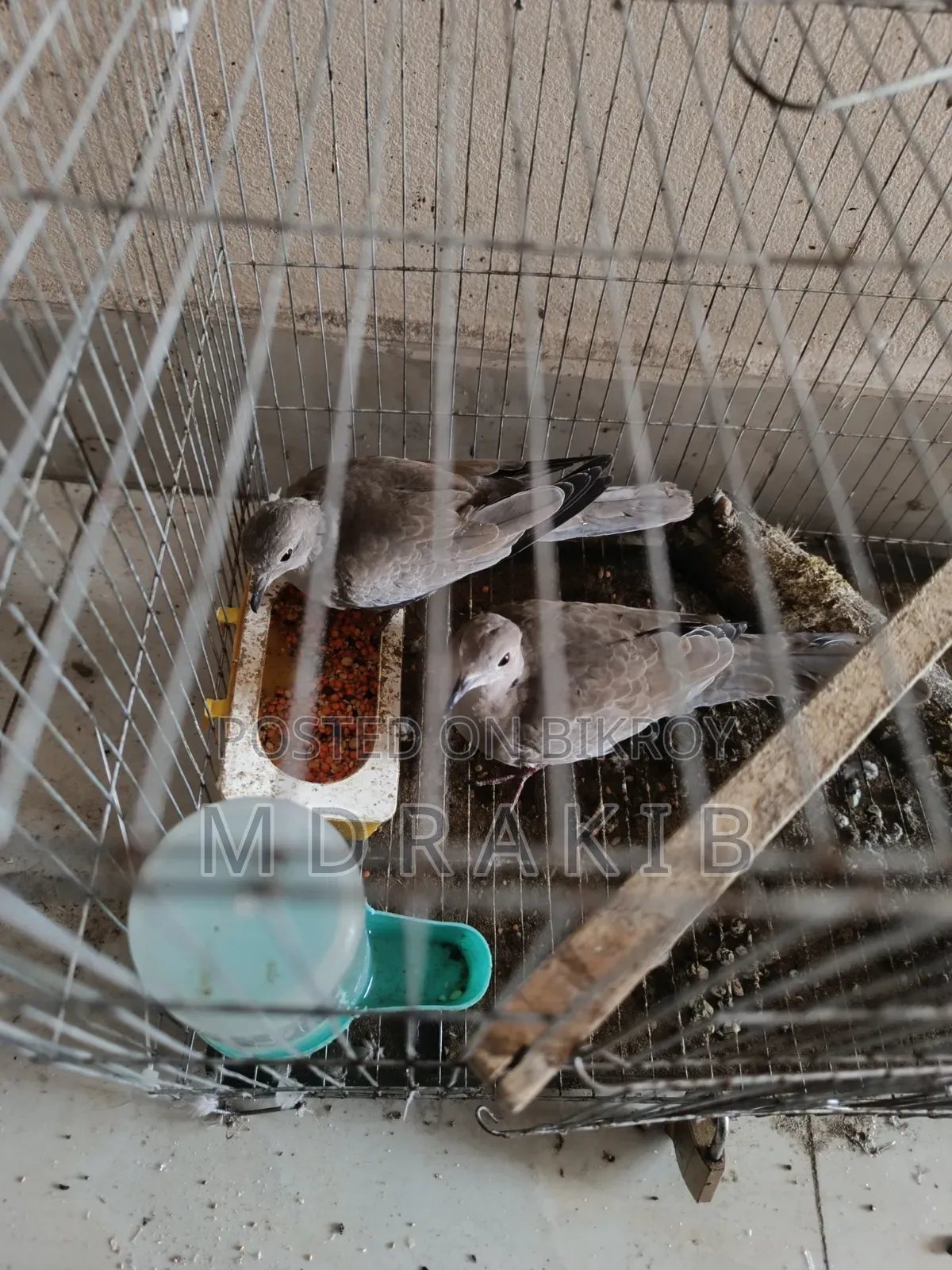 ঘুঘু পাখি রানিং পেয়ার