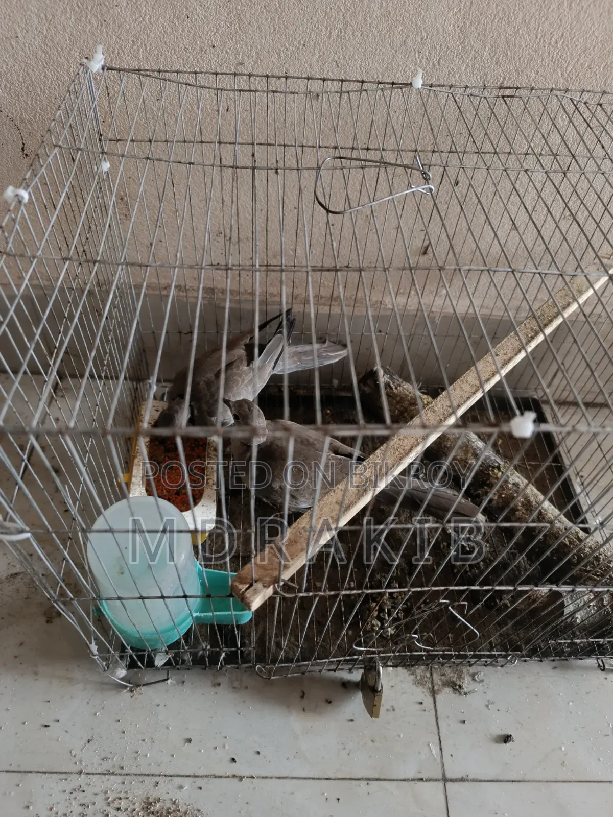 ঘুঘু পাখি রানিং পেয়ার