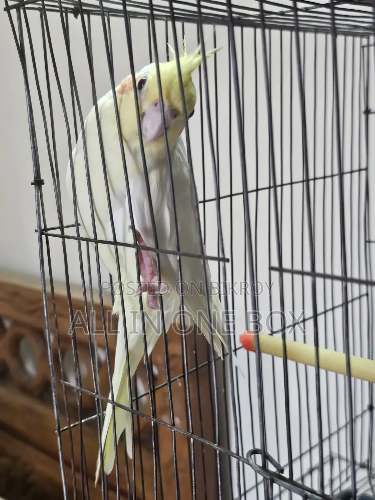 Tame Cockatiel Male