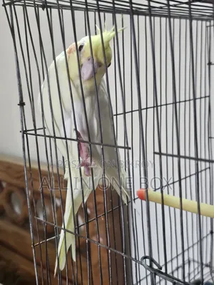 Tame Cockatiel Male