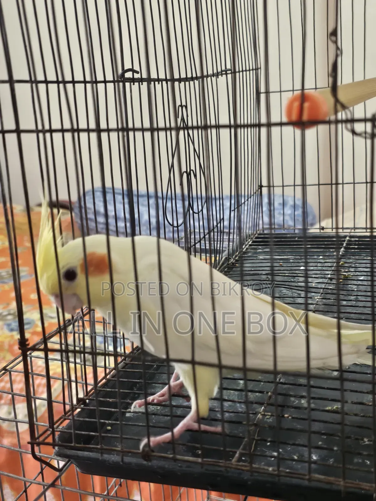Tame Cockatiel Male