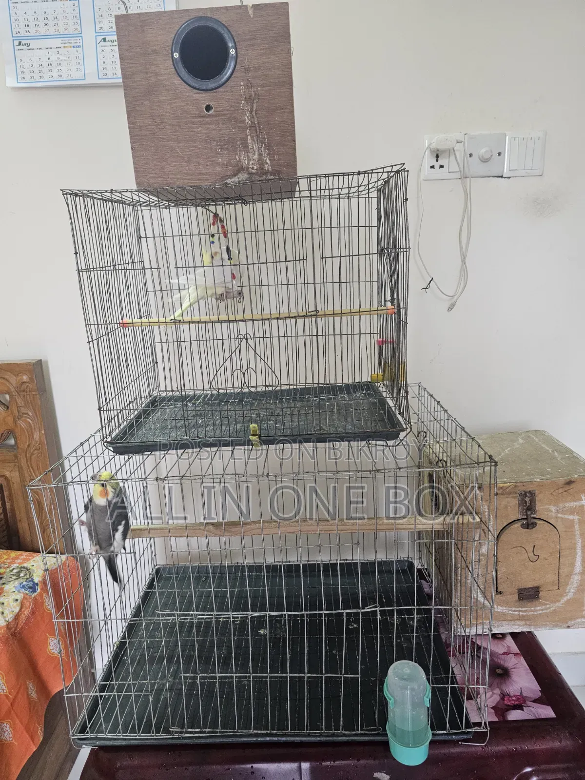 Tame Cockatiel Male