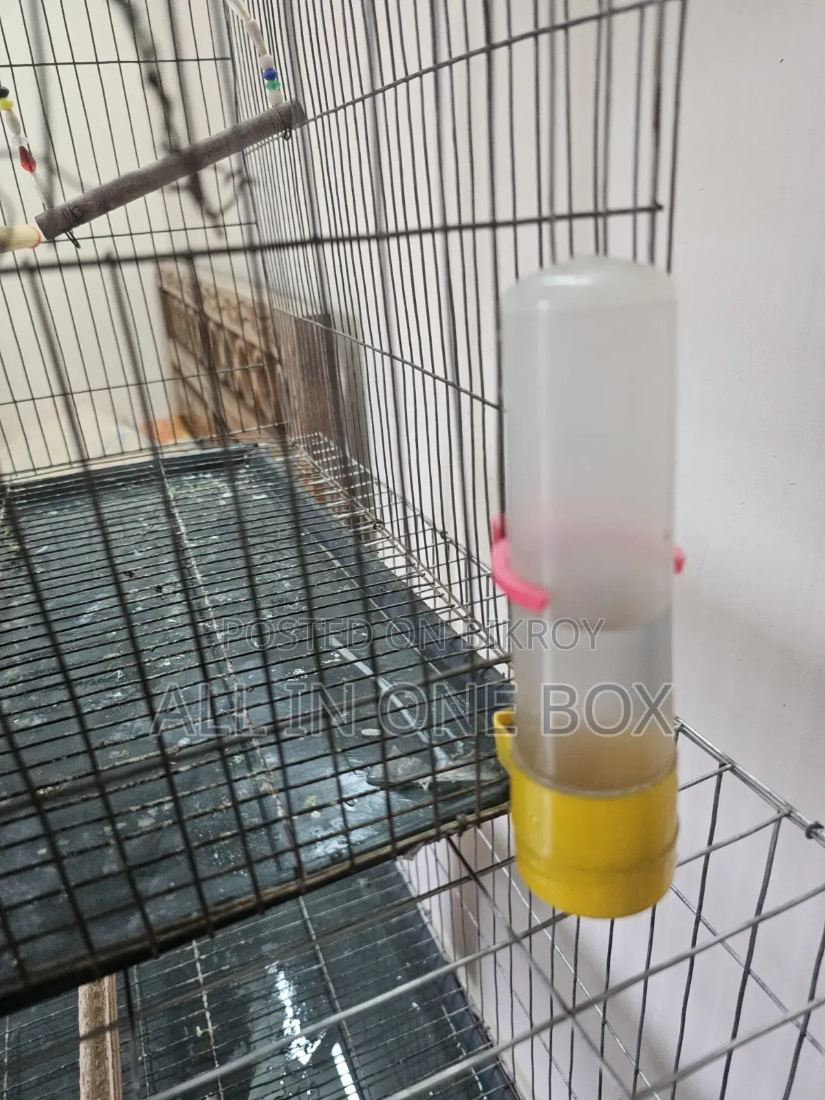 Tame Cockatiel Male