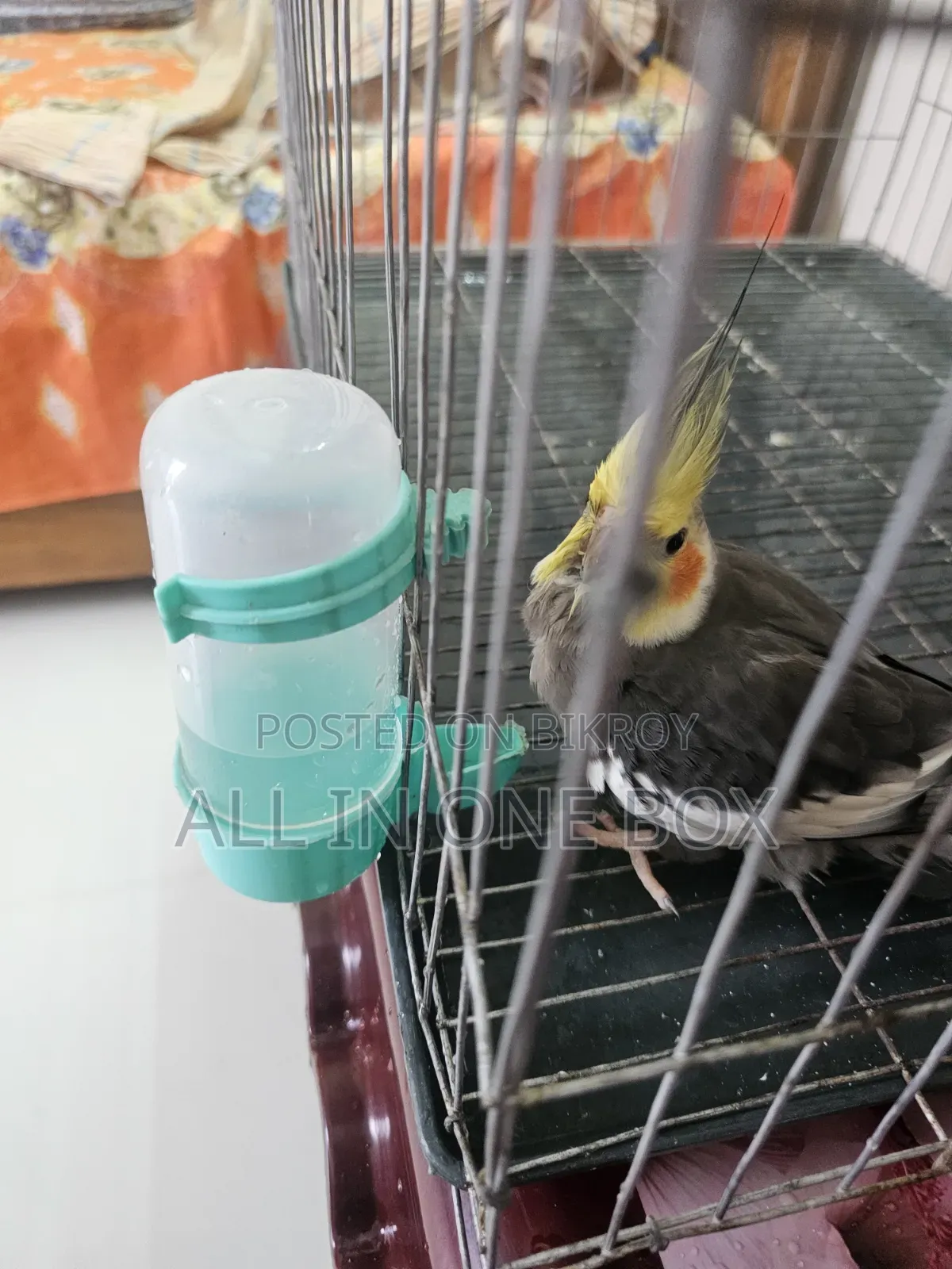 Tame Cockatiel Male