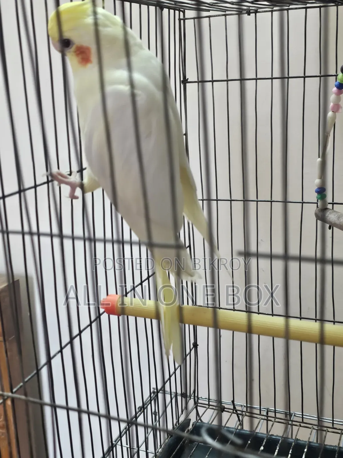 Tame Cockatiel Male