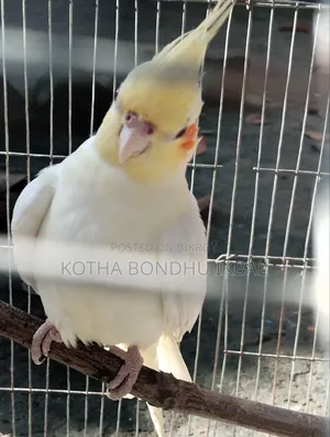 Cokatail for Sell