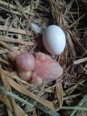 Australian White Dove