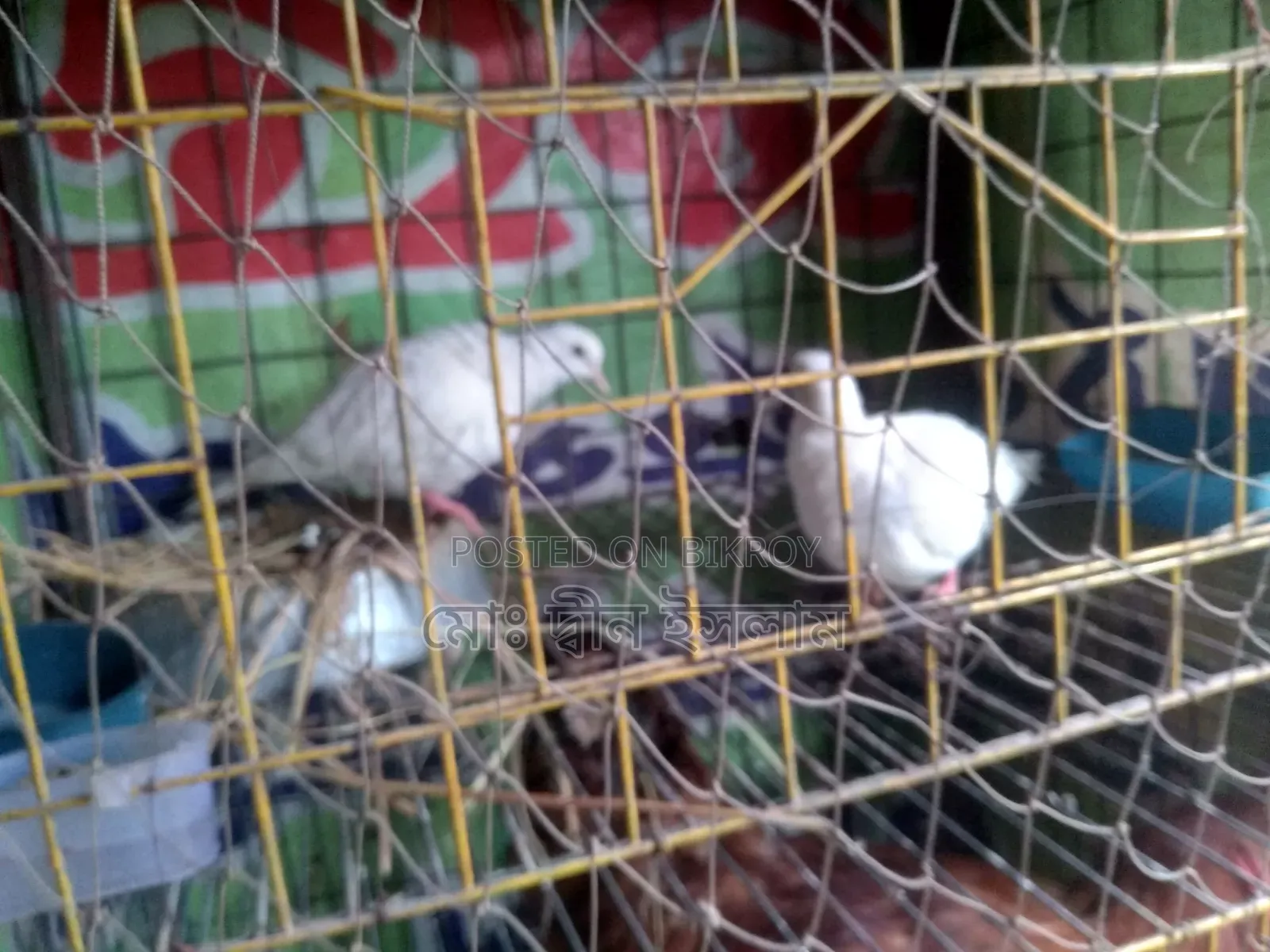 Australian White Dove