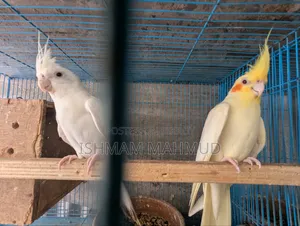 Cockatiel Bird