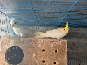 Cockatiel Bird