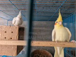 Cockatiel Bird