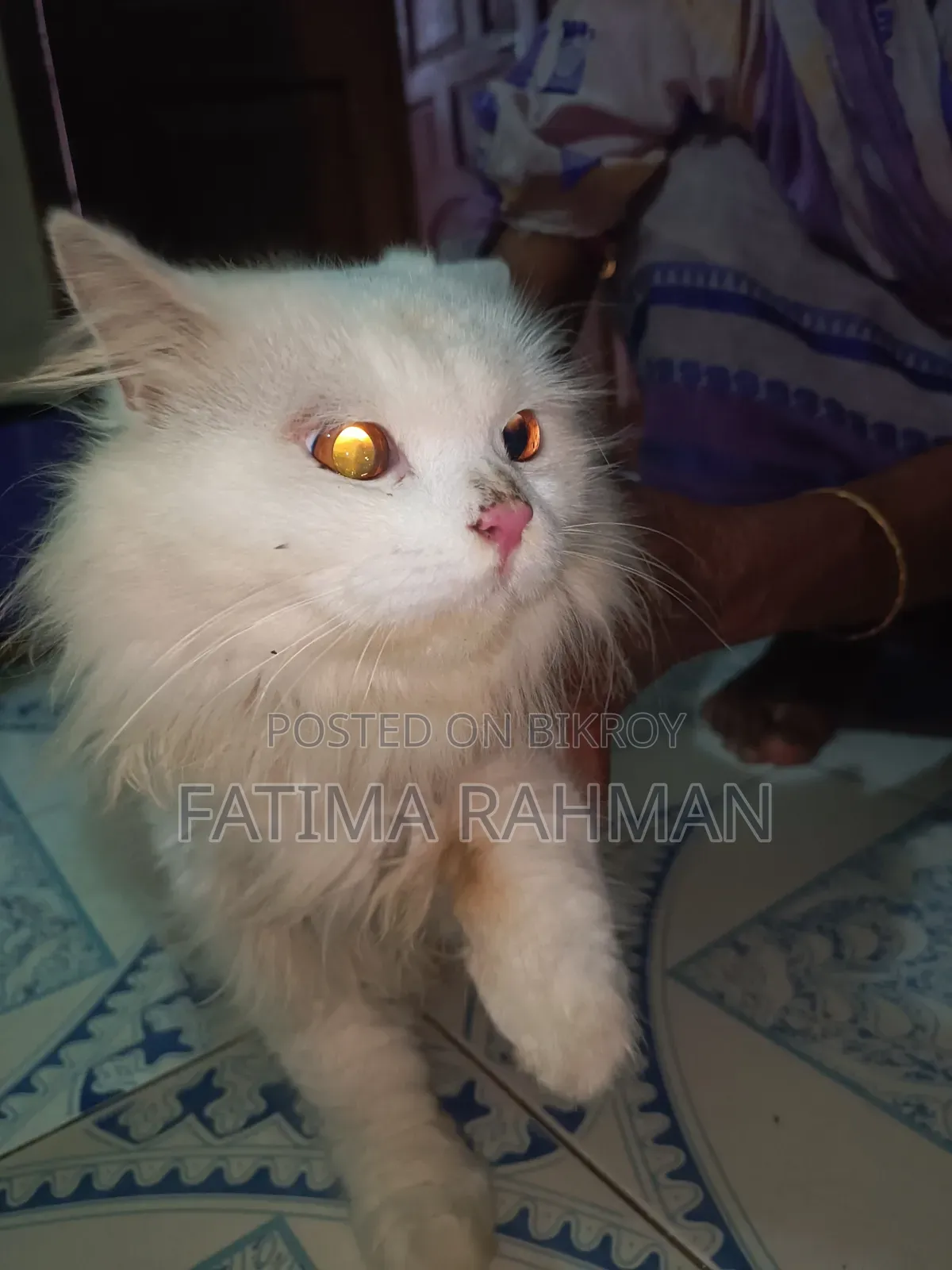 ৬-১২ মাসের নর খাঁটি পার্সিয়ান