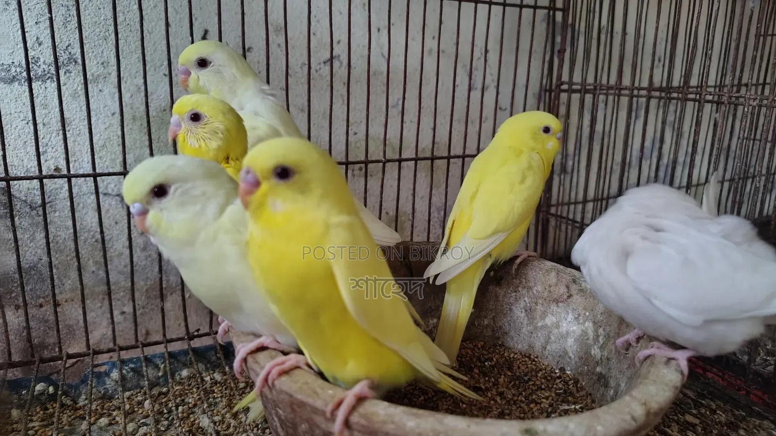 Lutino Budgerigar