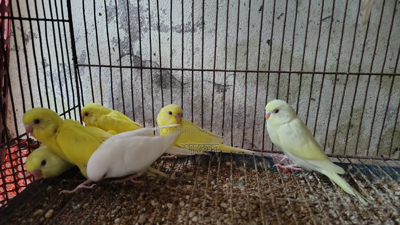 Lutino Budgerigar