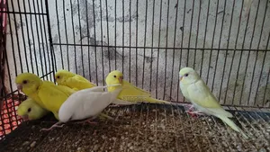 Lutino Budgerigar